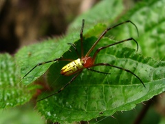 Leucauge granulata