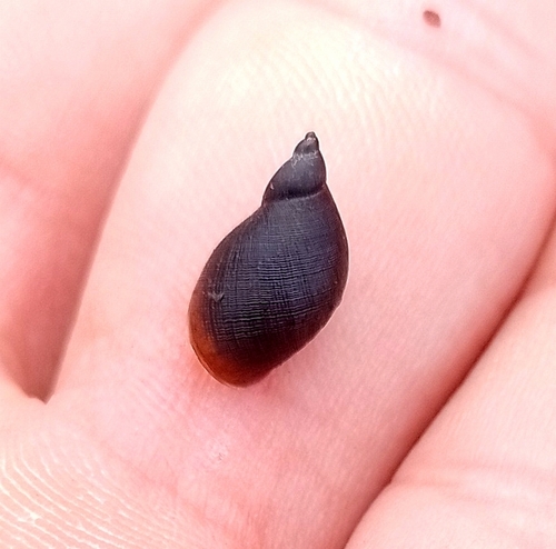 American Ribbed Fluke Snail, Rio tanti, Córdoba, Argentina, photo 5 of 10