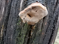 Pyrofomes juniperinus