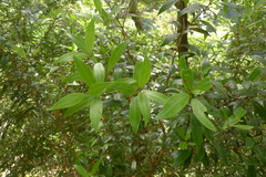 Metrosideros umbellata