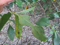 Coprosma macrocarpa minor