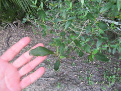 Coprosma macrocarpa minor