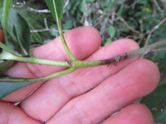 Coprosma macrocarpa minor