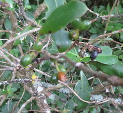 Coprosma macrocarpa minor