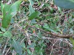 Coprosma macrocarpa minor