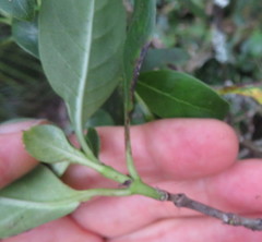 Coprosma macrocarpa minor