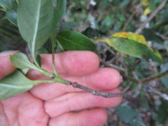 Coprosma macrocarpa minor