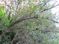 Coprosma macrocarpa minor