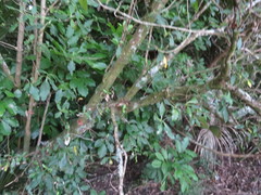 Coprosma macrocarpa minor