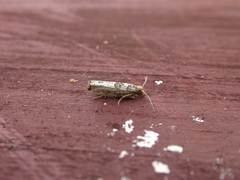 Spilonota constrictana