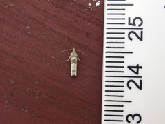 Spilonota constrictana