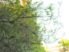 Coprosma macrocarpa minor