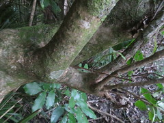 Coprosma macrocarpa minor