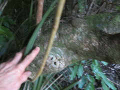 Coprosma macrocarpa minor