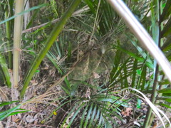 Coprosma macrocarpa minor