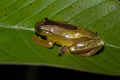 Dendropsophus elegans