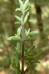 Coprosma microcarpa