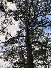 Pinus occidentalis