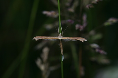 Stenoptilia
