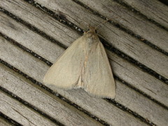 Heliocheilus moribunda