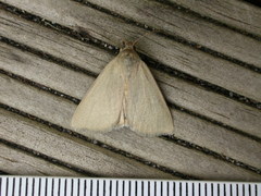 Heliocheilus moribunda