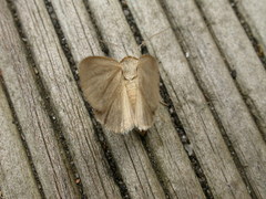 Heliocheilus moribunda