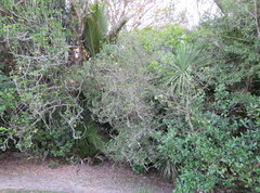 Coprosma macrocarpa minor