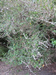 Coprosma macrocarpa minor