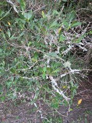 Coprosma macrocarpa minor