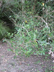 Coprosma macrocarpa minor