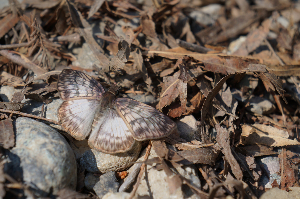 Common Mylon