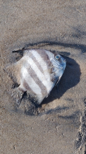 Atlantic Spadefish