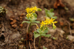Sedum palmeri