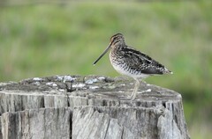 South American Snipe photo 2
