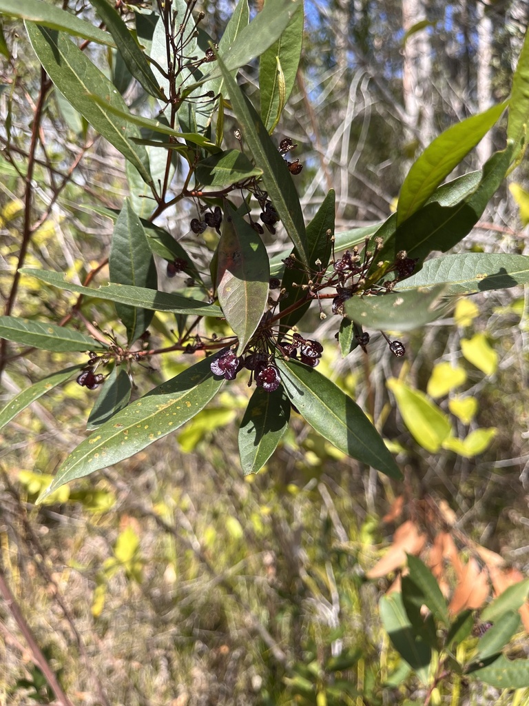 Common Hop Bush From Ringtail Creek Qld Au On August At