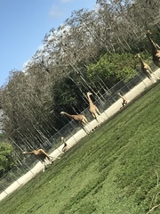 Giraffidae