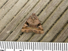 Pyripnoa auricularia