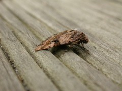 Pyripnoa auricularia