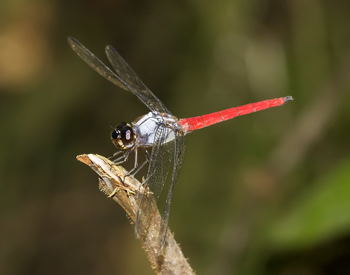 Orthemis paulsoni