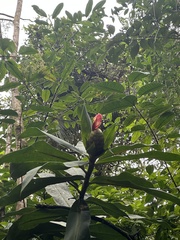 Costus laevis image