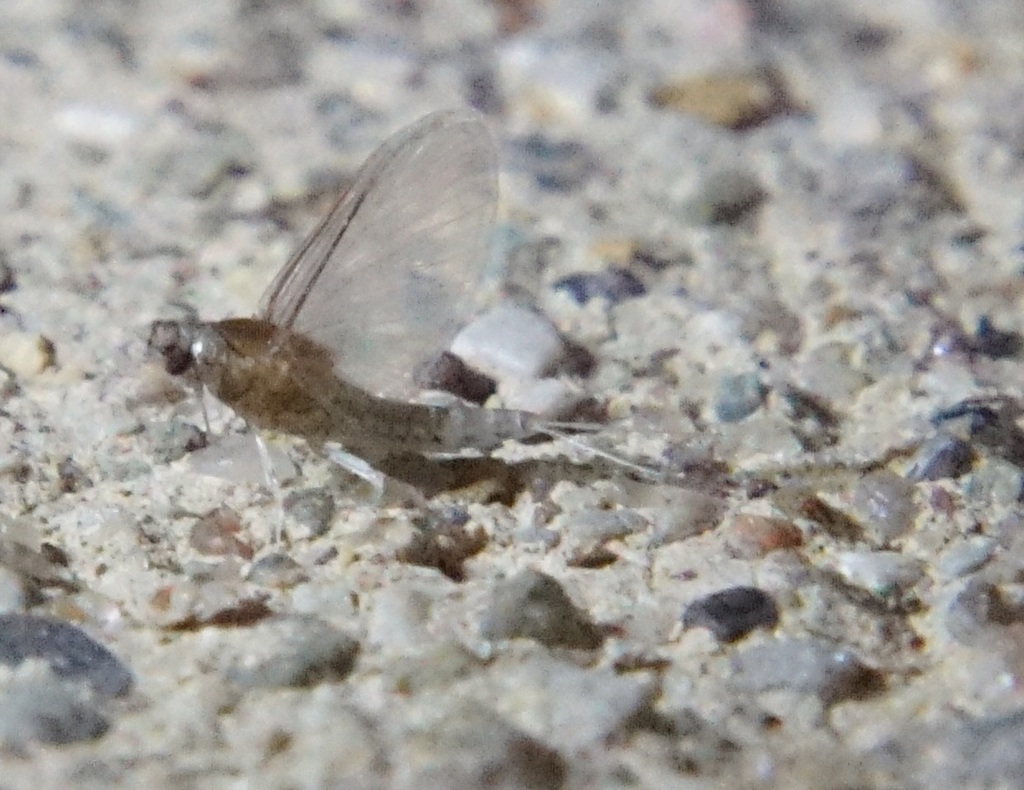 Caenis diminuta