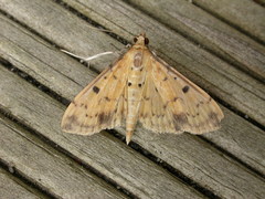 Herpetogramma cynaralis