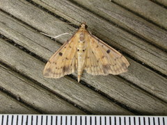 Herpetogramma cynaralis