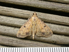 Herpetogramma cynaralis
