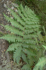 Cyathea colensoi