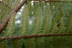 Cyathea colensoi