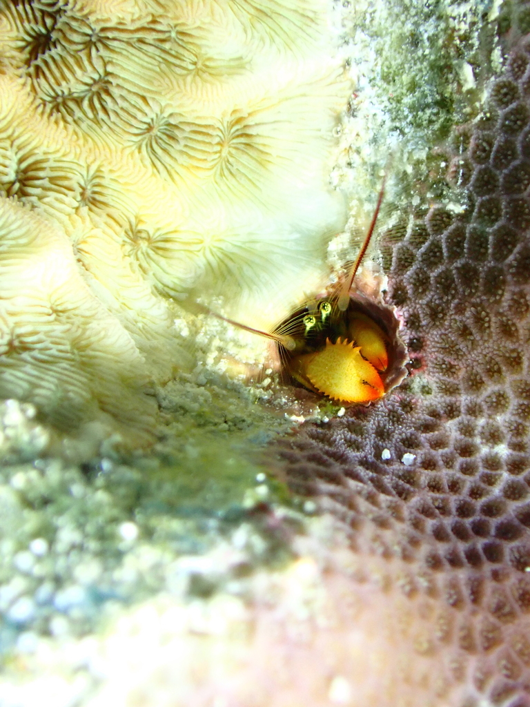 Coral Hermit Crab