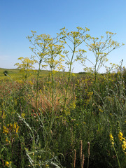 Ferulago galbanifera