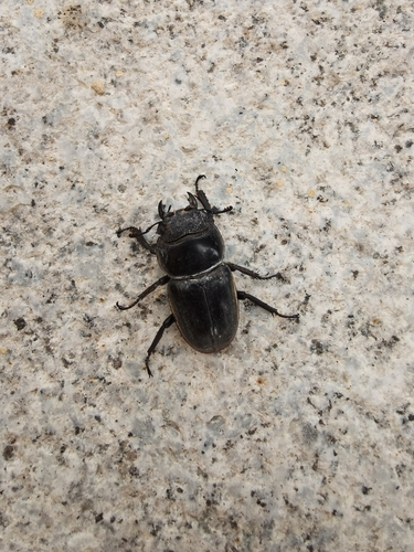 Serrognathus titanus platymelus