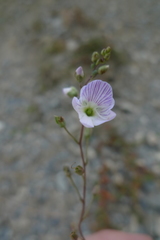 Veronica decora